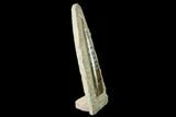 Fossil Orthoceras Sculpture - Tall - Morocco #136428-1